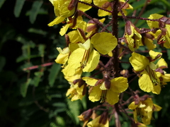 Hultholia mimosoides