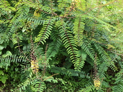 Hultholia mimosoides