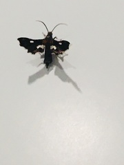 Thyris maculata