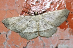 Melanolophia praeapicata