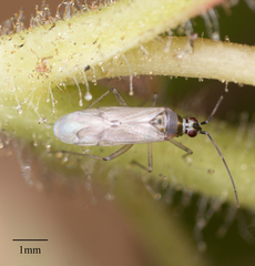 Engytatus modestus