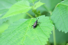Cercidocerus erubescens