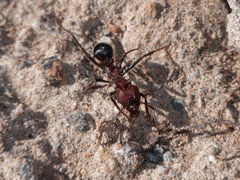 Amoimyrmex