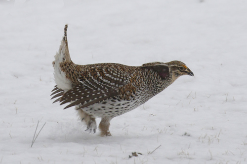 Sharp-tailed Grouse