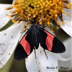 Callopepla emarginata