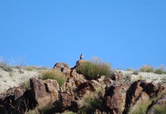 Salpinctes obsoletus