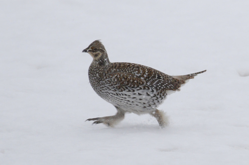 Sharp-tailed Grouse