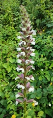 Acanthus mollis