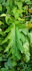 Acanthus mollis