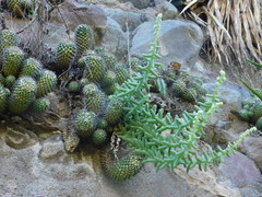 Sedum chazaroi