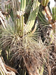 Tillandsia jaliscomonticola