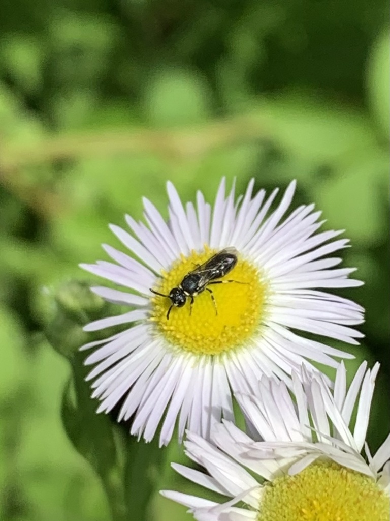 Colletidae