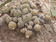 Mammillaria beneckei