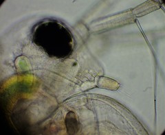 Daphnia longispina