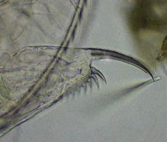 Daphnia longispina