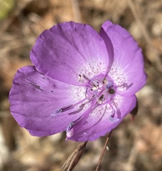 Clarkia lewisii