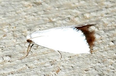 Leptosteges vestaliella
