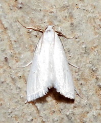 Leptosteges vestaliella