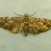Eupithecia columbiata - Photo (c) Dick, μερικά δικαιώματα διατηρούνται (CC BY-NC-SA)