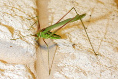 Arethaea grallator