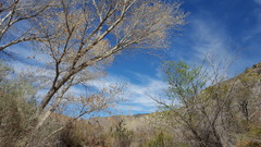 Populus fremontii fremontii