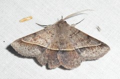 Manbuta pyraliformis