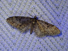 Eupithecia annulata