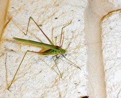 Arethaea grallator