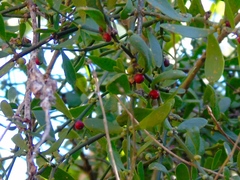 Cladocolea inconspicua