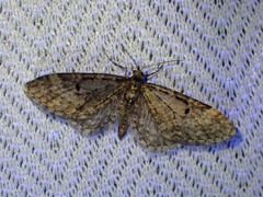 Eupithecia annulata