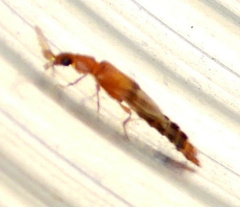 Distremocephalus texanus