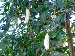 Adenocalymma inundatum