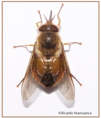 Scaptia australis