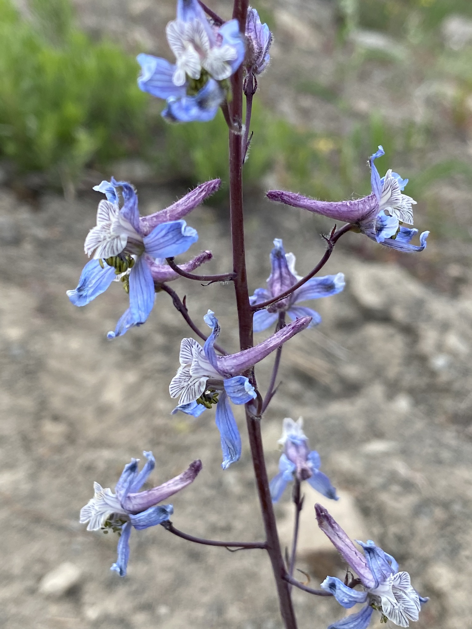 Delphinium lineapetalum