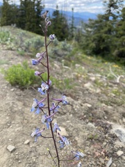 Delphinium lineapetalum