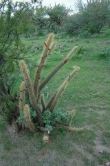 Cleistocactus baumannii