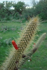 Cleistocactus baumannii
