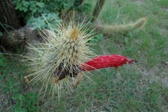 Cleistocactus baumannii