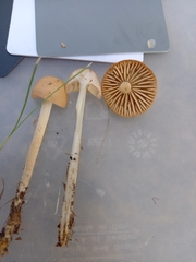 Marasmius oreades