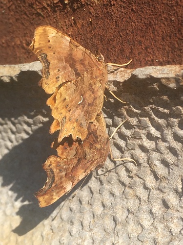 Comma butterfly
