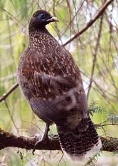 Sclater's Monal photo 4