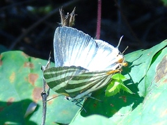 Panthiades bathildis