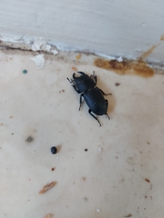 Dorcus parallelipipedus