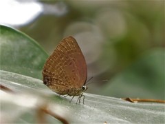 Arhopala major major