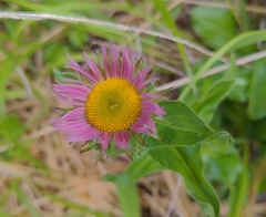 Erigeron aliceae