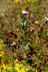 Epilobium collinum