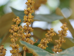 Mallotus tetracoccus