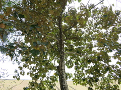 Mallotus tetracoccus