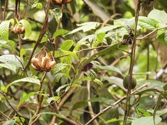 Aristolochia acuminata