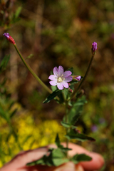 Epilobium collinum